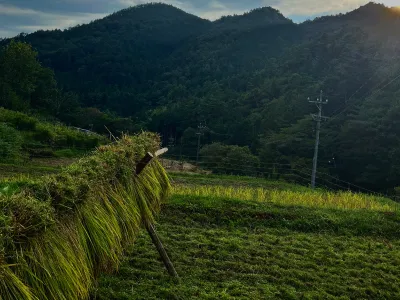 お米のはざかけ